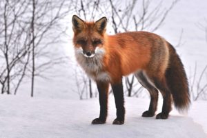 fox-nature-animals-715588